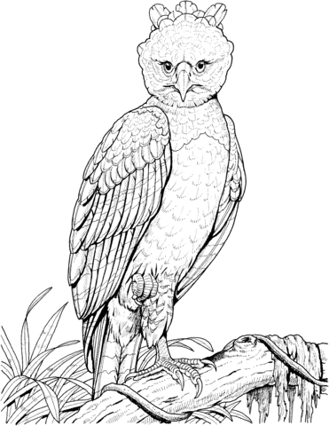 Harpy Eagle Coloring Page